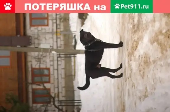 Найден черный кобель на ул. Солдатская в Малоярославце