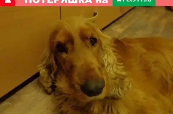 Пропала собака Фиджи в Слободском районе, Кировская область