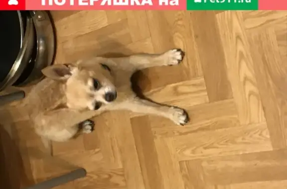 Собака с ошейником найдена в Москве