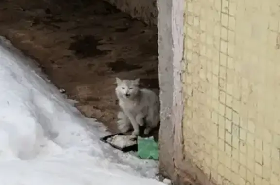 Найдена кошка у подъезда в Ульяновске