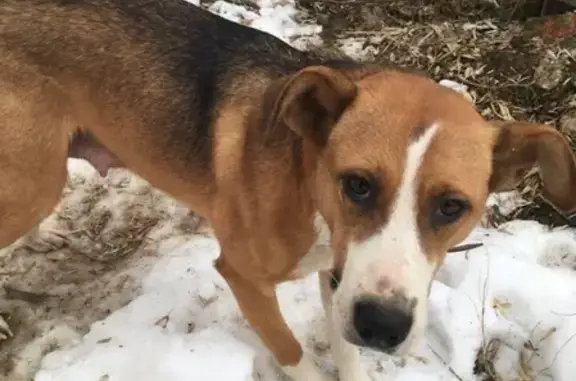 Найдена собака в Москве, 83 больница, просьба помочь!