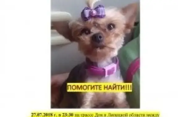 Собаки потеряшки, Липецк, фото: Потеряшка собака в Тростном, Липецкая область