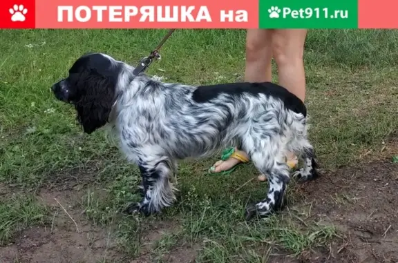Пропала собака Рич в Улан-Удэ на улице Жуковского