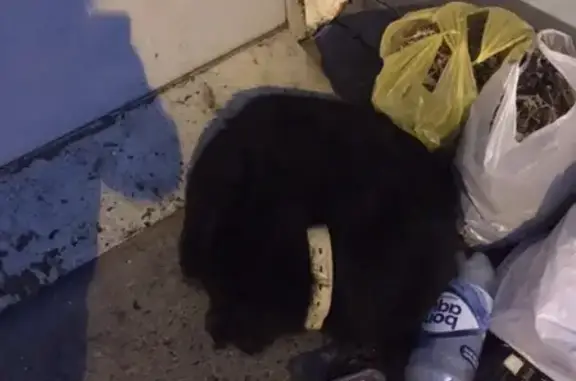Найдена чёрная собака на Молокова 7, Красноярск