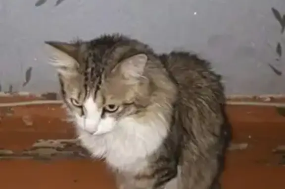 Пропал кот в Нефтекамске, район Людовика