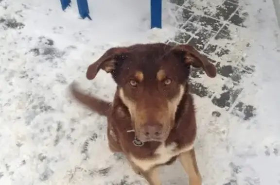 Найдена собака в районе Поляны, ищем хозяина