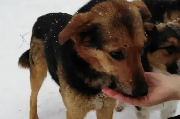 Пропала собака в Сосногорске, помогите найти!