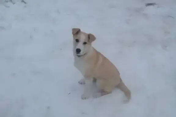 Пропала собака Рекс в Рязанской области