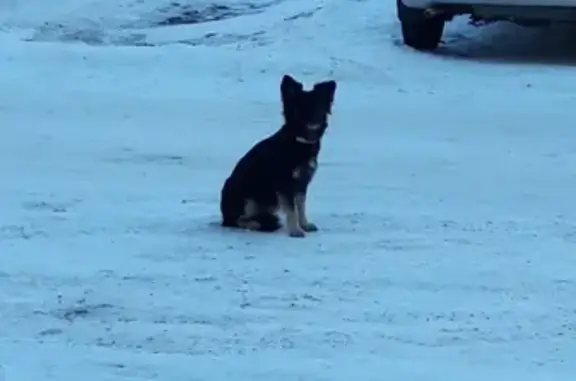 Найден щенок на ул. Северная, д.22А в Омске