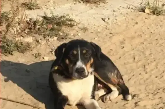 Пропала собака Берта в деревне Мишнево, Щелковский р-н