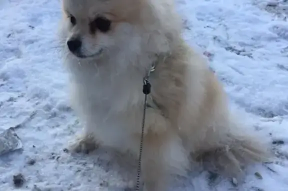 Найдена собака на ул. Лизы Чайкиной в Омске