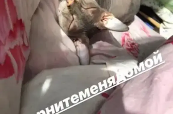 Пропала кошка сфинкс в Санкт-Петербурге, Василеостровский район.