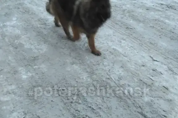Пропала собака в Новосибирске, найдена в Дзержинском районе