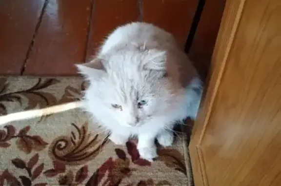 Пропала кошка в Бузулуке https://vk.com/aleks56122