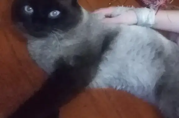 Кошки потеряшки, город Кяхта, фото: Потеряшка кот на улице Гармаева 19