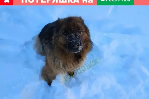 Пропала собака в Рубцовске на улице Рихарда Зорге