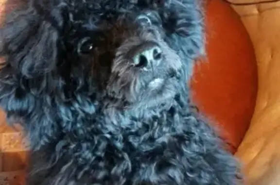 Пропала собака в Иркутской области: Маленький пудель, цвет черный, вознаграждение 10000.