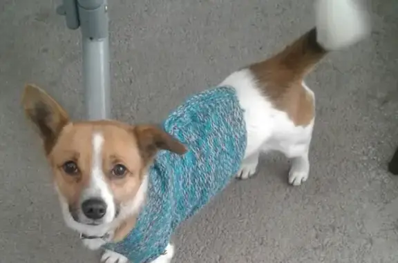 Пропала собака Тоша в Таганроге #Котопес_Потерянные