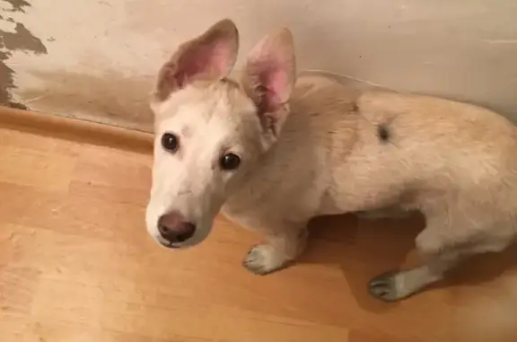 Привязанный щенок найден в Новокузнецке