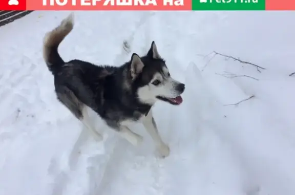 Пропала собака ГРИММ, ищем в районе Берёзовки, помогите!
