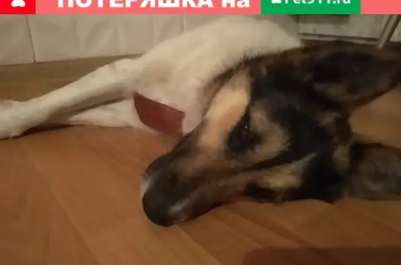 Найден пес на ул. Героев-Десантников