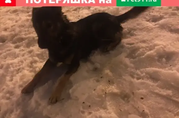 Найден добрый и умный пес в Заволжском районе, ищем хозяина