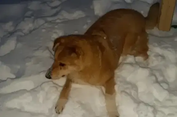 Найден пёс в Бузулуке https://vk.com/id102915548