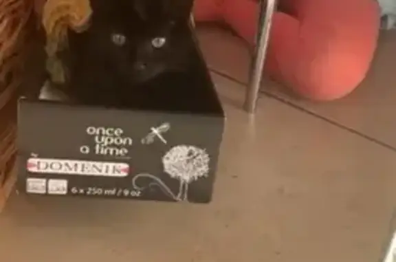 Найден чёрный котёнок в Таврово, ищем хозяев