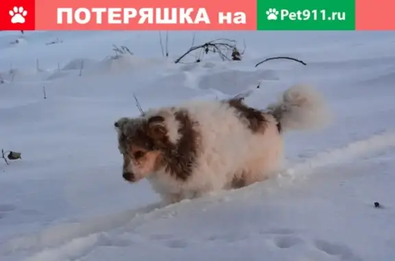 Пропала собака на улице Иванова в Унече