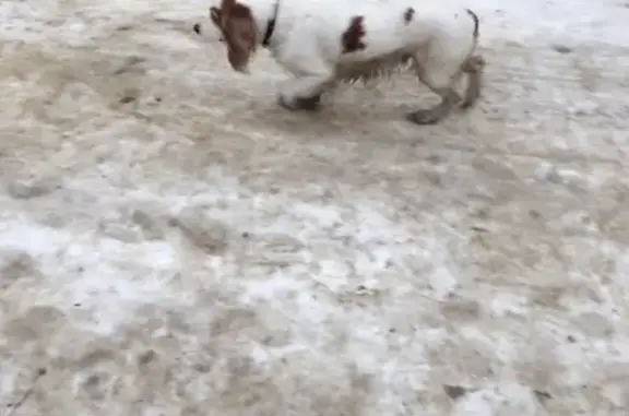 Потеряшка собака на гидротурбиной в Сызрани, Самарская область