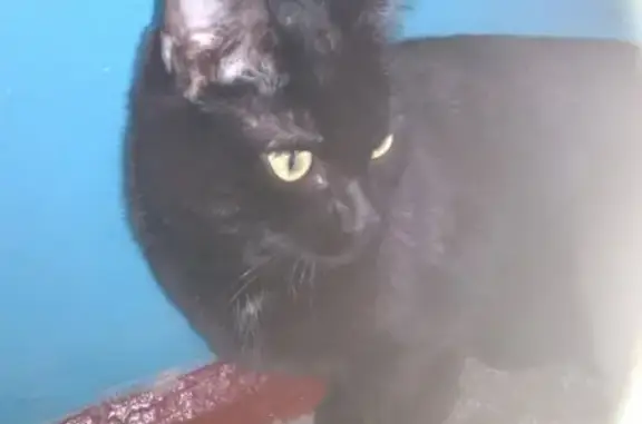 Найдена черная кошка на ул. Гусарова, 13