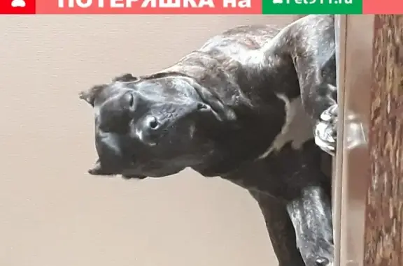 Пропала собака Роби в Уфе, Кане-корсо, 2 года