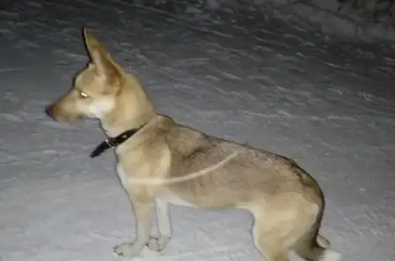 Собака-потеряшка на ул. Сафонова, Мурманск