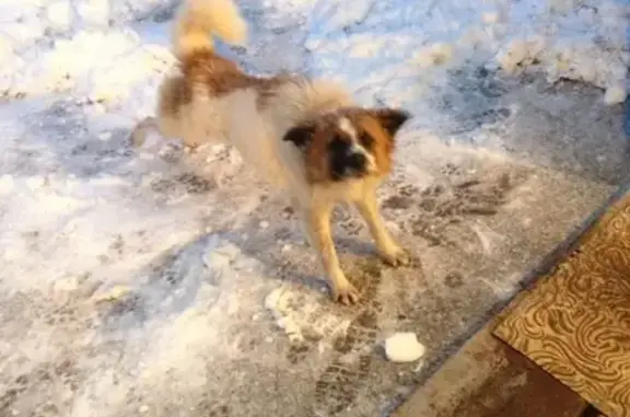 Собаки потеряшки, Липецк, фото: Утерян кобель в Липецке, 19-й микрорайон