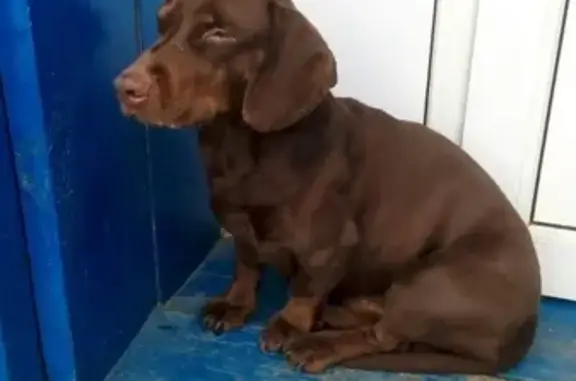 Найдена шоколадная собака в районе Агроснаба, Канск