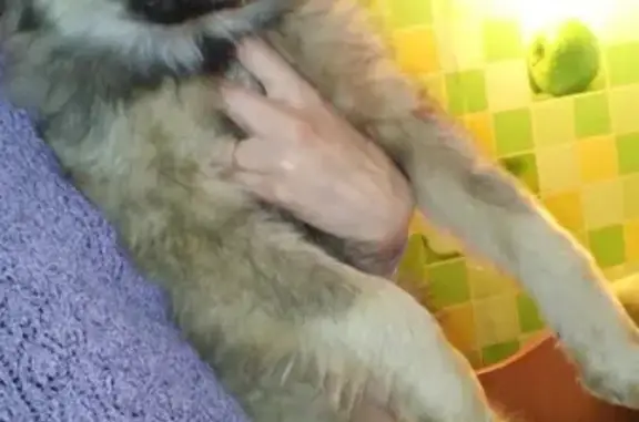 Собаки потеряшки, Канашево, фото: Потеряшка собака в Красноармейском районе, улица Зверева.