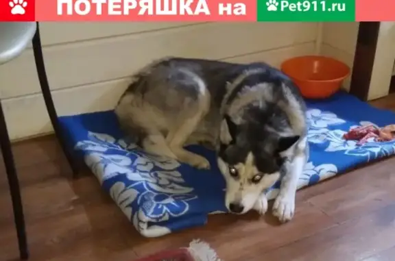 Пропала собака Хаска в Энгельсском районе, Саратовская область