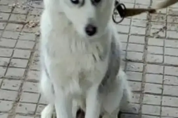 Пропала собака Хаски на улице Солнечная, 14