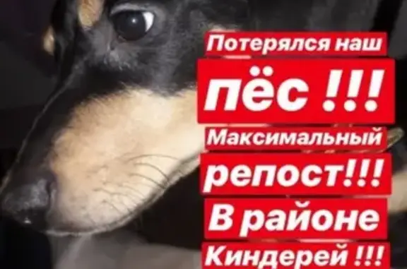 Пропала собака Спайк в Казани