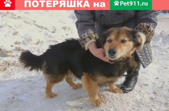 Найдена собака на остановке Парковской в Оренбурге