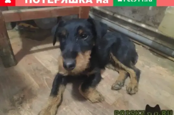 Найдена собака в Истринском р-оне на станции Холщевики!