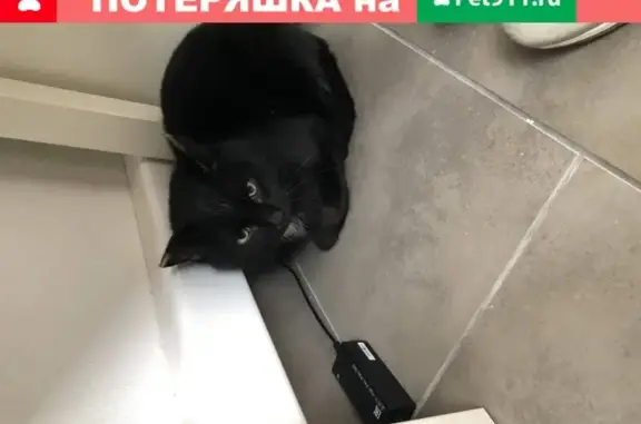Найдена кошка на Весеннем пр. в Кемерово