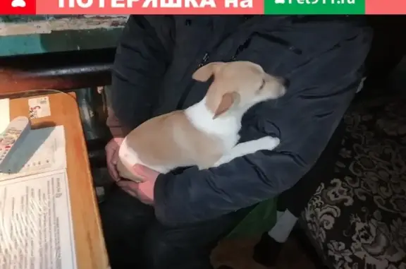Найдена собака в Западном районе Сызрани