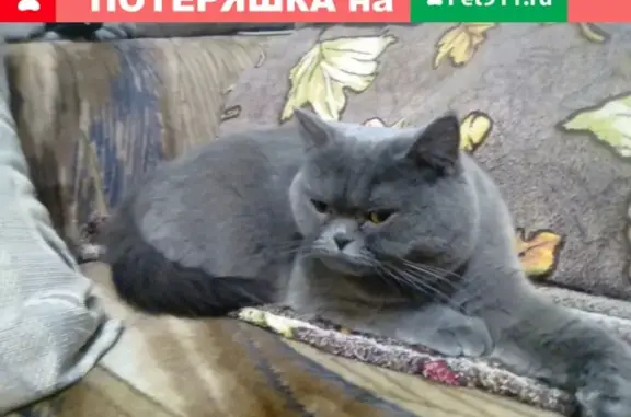 Найдена кошка на улице Сафонова 12, ищет старого хозяина