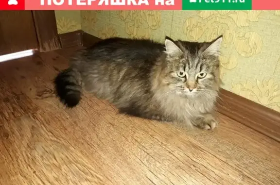 Найдена кошка на Весенней улице в Тамбове