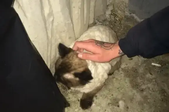 Найдена кошка на ул. Металлиста в Твери