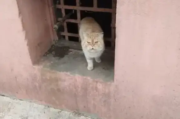 Найдена персидская кошка на ул. Алексеевская, Волгоград