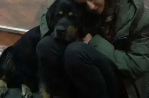Найдена молодая собака в Москве