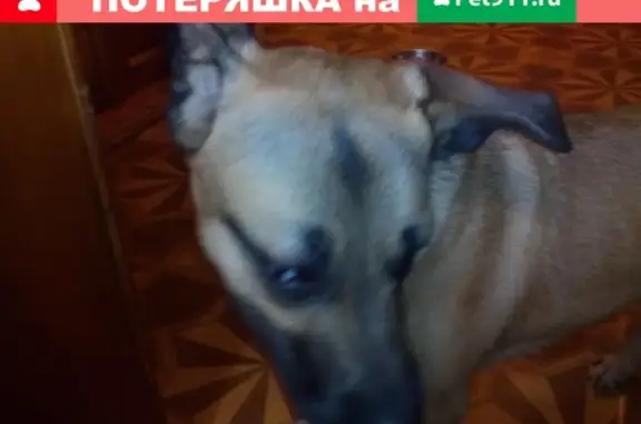 Найдена собака на пр. Кирова, Томск