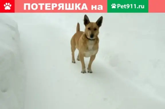 Найдена собака в Пакшеньге с ошейником
